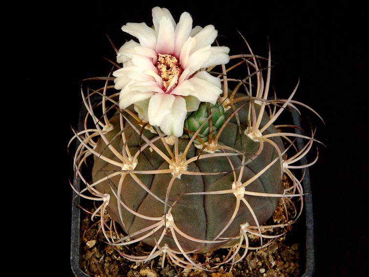 Gymnocalycium pflanzii v. lagunillacense